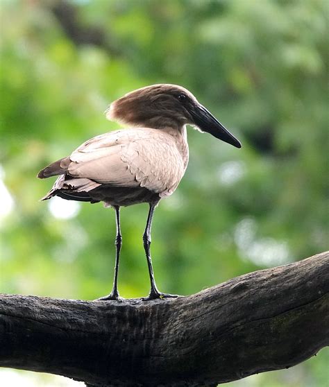 Hamerkop Scopus Umbretta Chuck Holliday View In Albums Mode