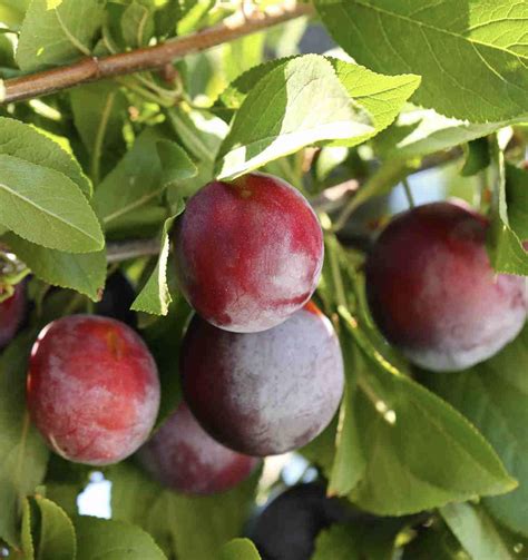 Dwarf Plum Santa Rosa Newmans Nursery
