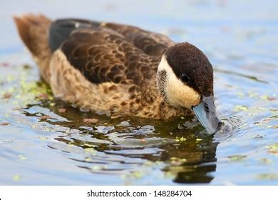 Hottentot Teal Feeding Stock Photo 148284704 | Shutterstock