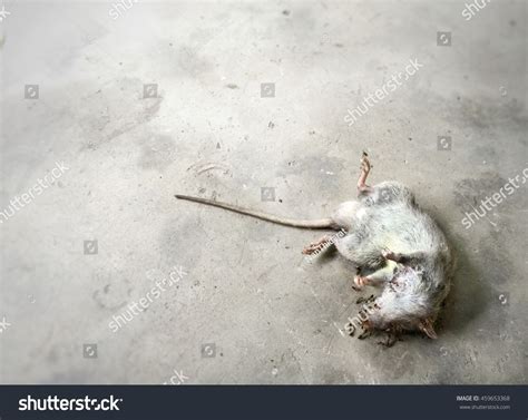 Dead Mouse House Over 2021 Royalty Free Licensable Stock Photos