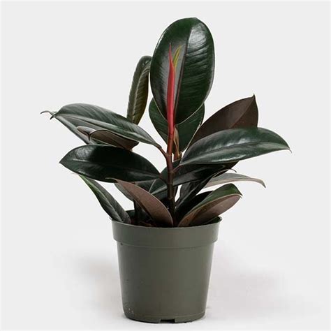 Фикусы каучуконосные фото, названия сортов, уход - ficus elastica ...