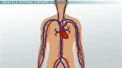 Major Systemic Arteries And Veins Of The Body