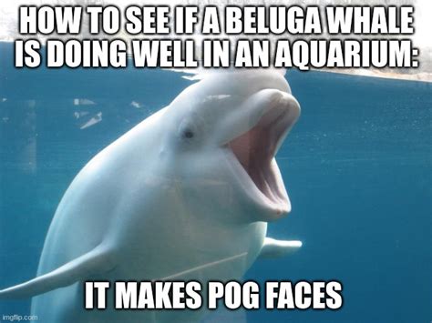 aquarium-stream beluga Memes & GIFs - Imgflip