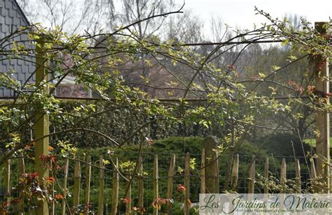 Taille Des Rosiers Grimpants Les Jardins De Malorie