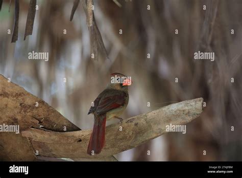 Northern Cardinal Cardinalis Cardinalis Female In Florida Usa