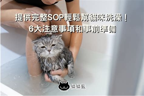 貓咪洗澡 貓貓寵maomaopet