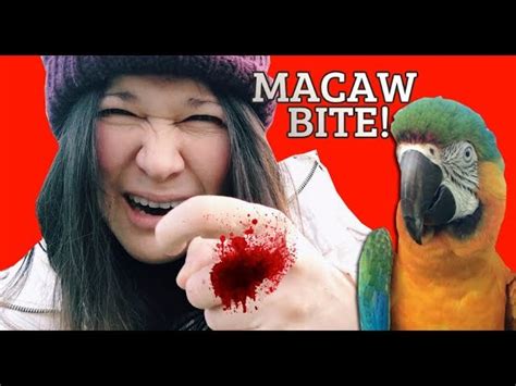 Parrot Bites Finger Off