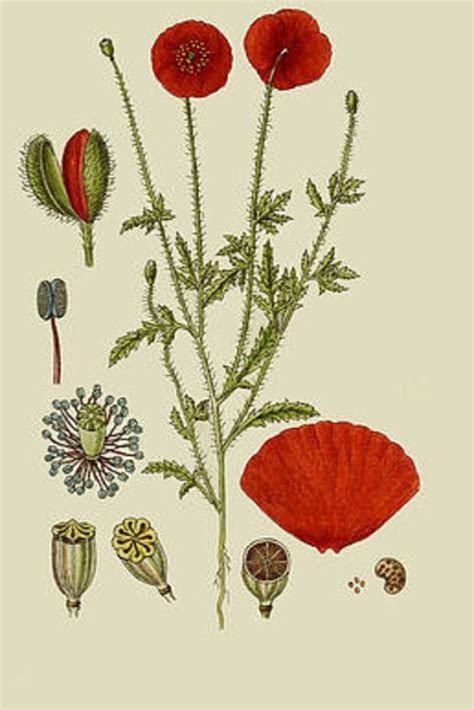 Papoila Papaver Rhoeas L