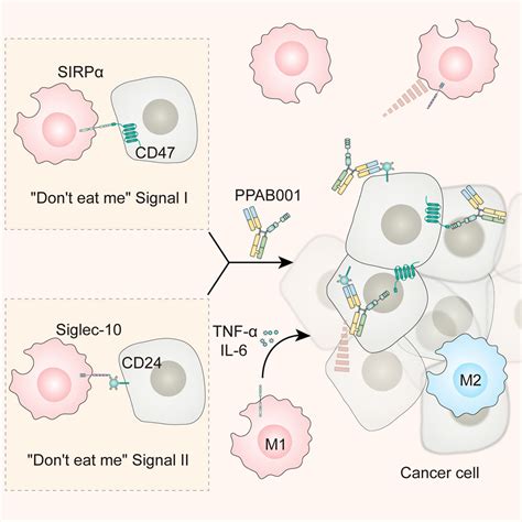 Dual Blockade Of Cd47 And Cd24 Signaling Using A Novel Bispecific