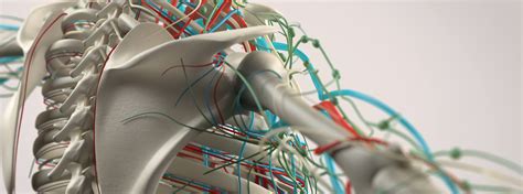 Upper Limb Nerve Lesions (Part 2 – The Radial Nerve) - Medical Exam Prep