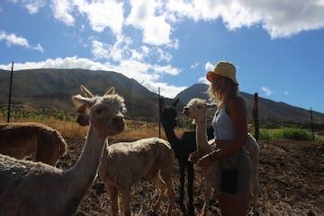 The Alpaca Picnic Tour | Maui Dragon Fruit Farm