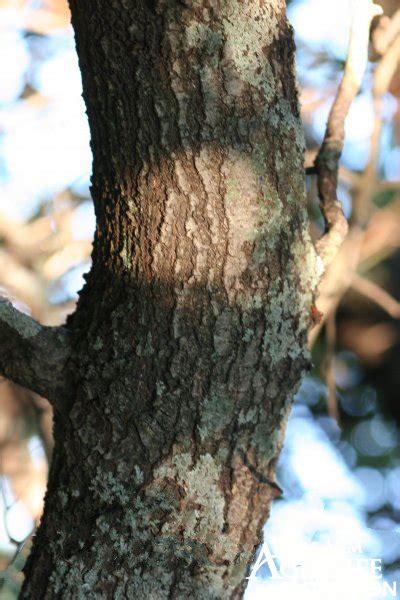 Plants Of Texas Rangelands Blackjack Oak