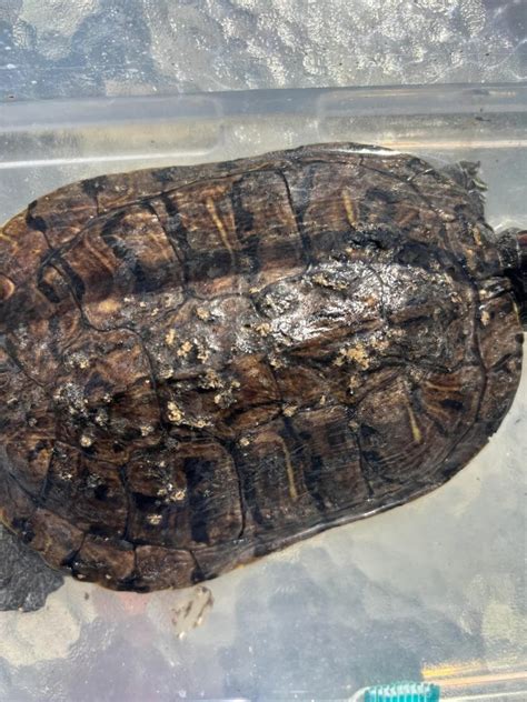 metabolic bone disease  turtles  prevention treatment