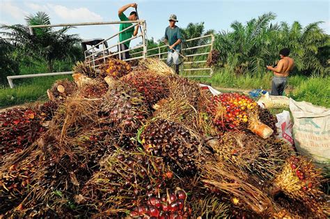 Palm Oil Blockchain: Traceability and Sustainability in Palm Oil ...