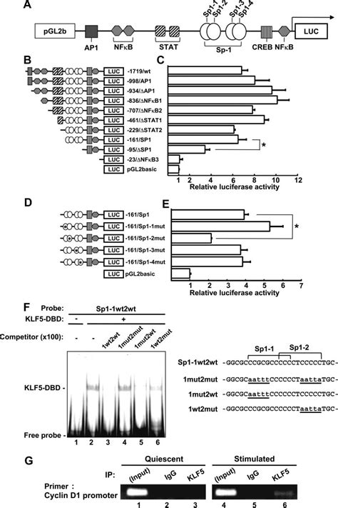 Functional Analysis Of Klf Binding Sites In Transcriptional