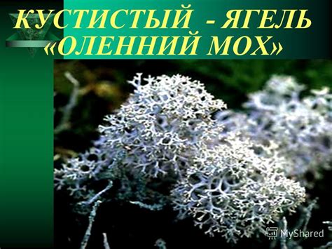 Ягель Картинки 4 Класс – Telegraph