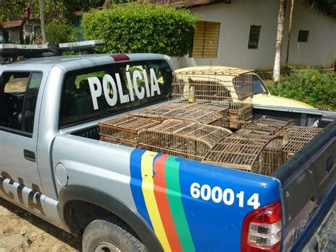 BLOG DA BRIOSA PMPE OPERAÇÃO DA CIPOMA APREENDE ARMA E AVES