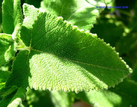 Plantfiles Pictures Salvia Species Arrow Leaf Sage Salvia Sagittata