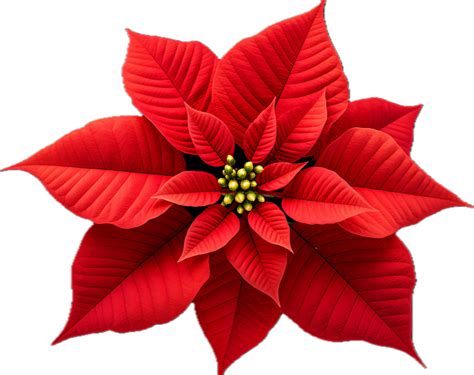 Ai Generated Christmas Poinsettia Flower Png 35062896 Png