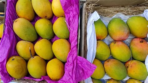 Mumbai Mango Hunt How To Identify Good Mangoes From The Rotten Ones