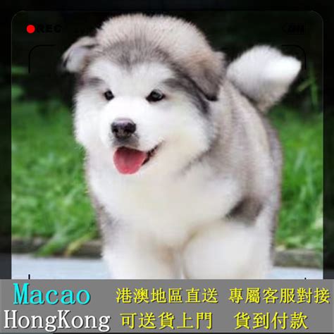 阿拉斯加雪橇犬國際名犬名貓專業繁殖各種健康純種名犬：布偶貓、金吉拉、金漸層、藍白、藍貓、美短、無毛貓、暹羅貓、銀漸層、泰迪、貴賓犬、比熊犬