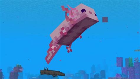 Minecraft Axolotl Colors | Gamer Journalist