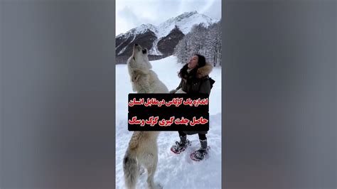 اندازه یک گرگاس در مقابل انسان حاصل جفت گیری گرگ و سگ فکت گرگ سگ