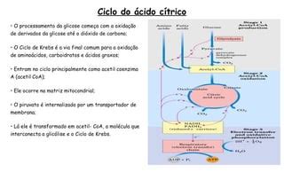 Aula Ciclo De Krebs Ppt