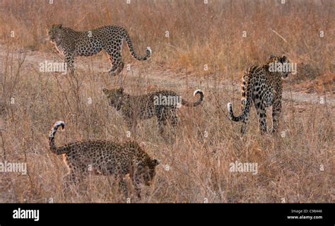 Unusual Photo Of Four Leopards Together A Mother With Two Half Grown