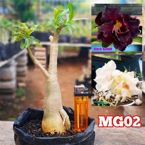 Jual Adenium Bunga Tumpuk Multi Grafting Real Pict Shopee Indonesia