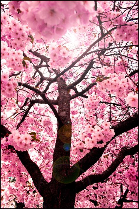 Sweet, red cherry blossom tree by Yu-uki on DeviantArt