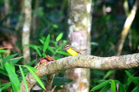 Foto Pula Pula Basileuterus Culicivorus Por Tha S Wiki Aves A