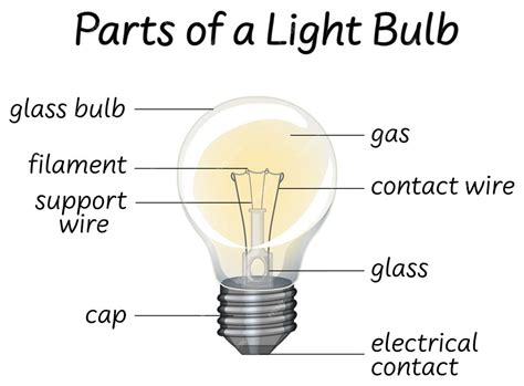 Understanding The Anatomy Of A Primer Bulb A Comprehensive Diagram