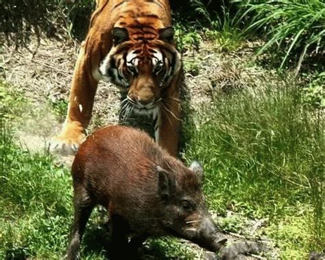 老虎猎捕野猪，野猪走投无路下跪哀求，老虎很快告诉它什么叫残暴 千奇百怪 华声论坛