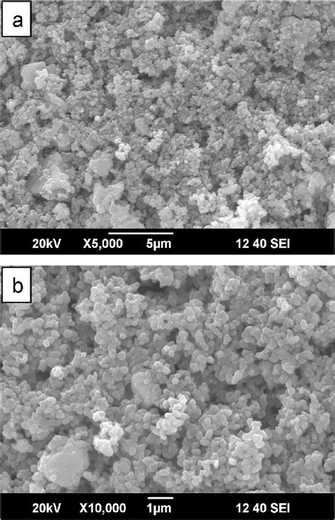 The Sem Images Showed That The Synthesized Zno Nps Were In Spherical