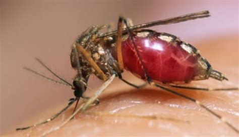 Egyptian Scientists Develop Natural Technique for Mosquito Extermination