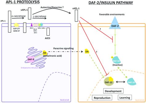 Interaction Between Sapl 1 And Daf 2 Insulinigf 1 Receptor And