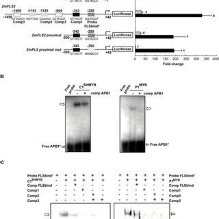 Regulation of ZmFLS expression by P1 and C1 + R. (A) Transient ...