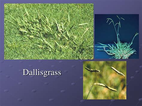 PPT - Turfgrass Weed Biology and Identification PowerPoint Presentation ...