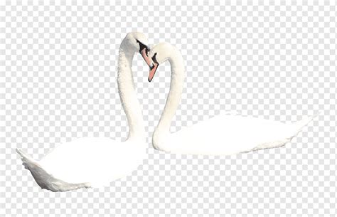 Mute Swan Duck Bird Two White Swans White Animals Black White Png