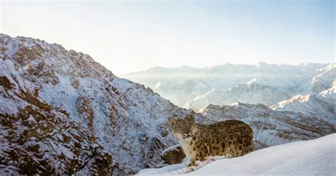 Snow Leopard Photography: How and Where to Photograph Snow Leopards ...