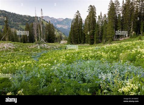 Bluebell And Cow Parsnip Wildflowers Blooming Along The Teton Crest