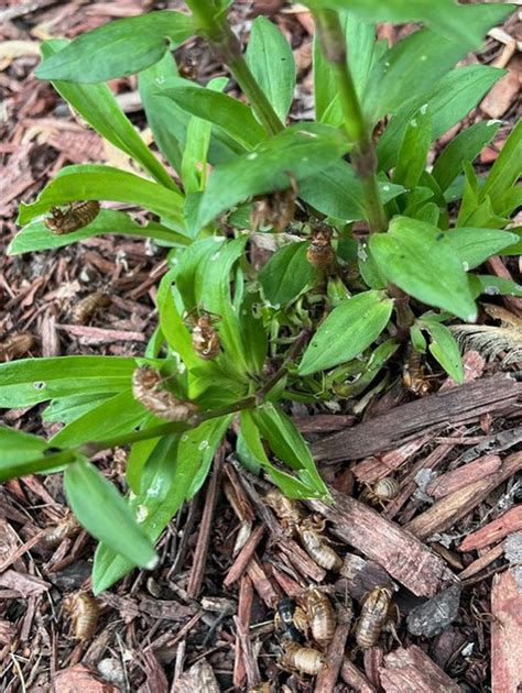 It’s Begun Cicada Sightings Reported In Will County Shaw Local