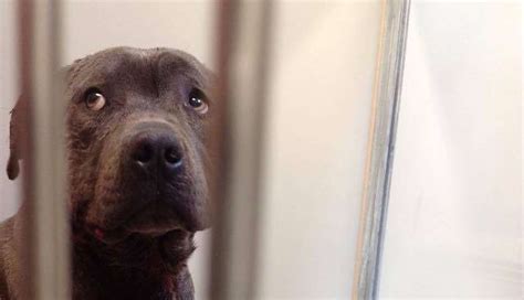 Even After Horrible Abuse Pit Bull Just Wants To Give Kisses The Dodo