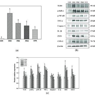 Effects Of PRE PRO And SYN On Inflammatory Responses In Colon Tissues