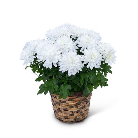 White Chrysanthemum Plant :: Keller & Stein