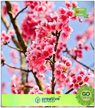 Buy Flower Tree Seeds : Plant Seeds Prunus Cerasoides - Plant Seeds Premium Kitchen Garden Plant ...