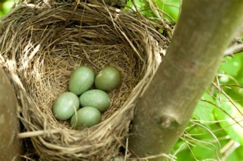 Providing Nesting Materials to Birds | ThriftyFun