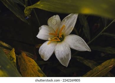 Stock Photo and Image Portfolio by Karlin22 | Shutterstock