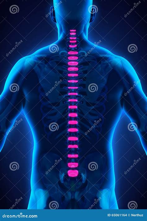 Anatomia Do Disco Intervertebral Da Espinha Dorsal Ilustra O Stock